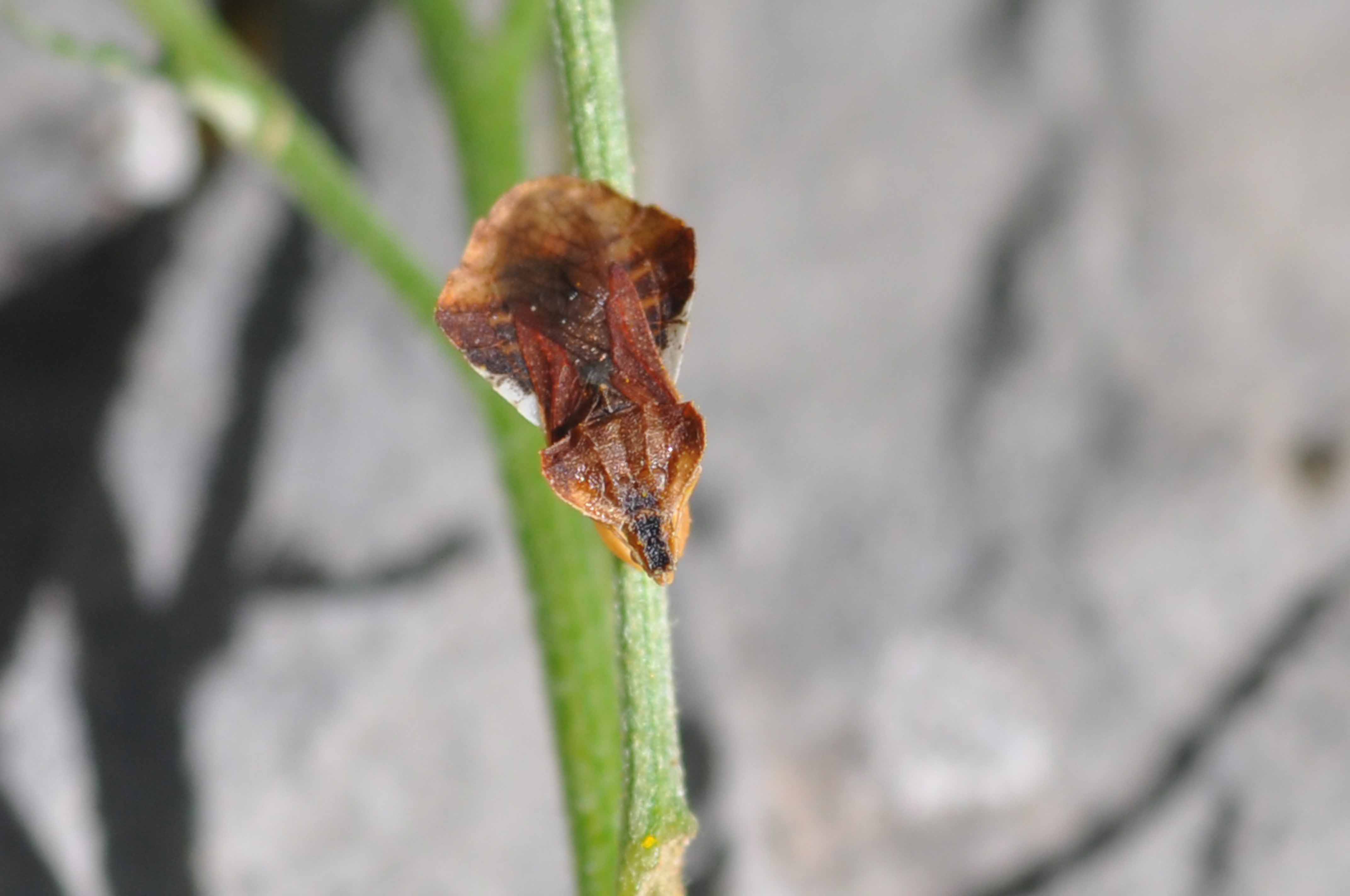 Un aiuto per questo insetto strano - Phymata crassipes